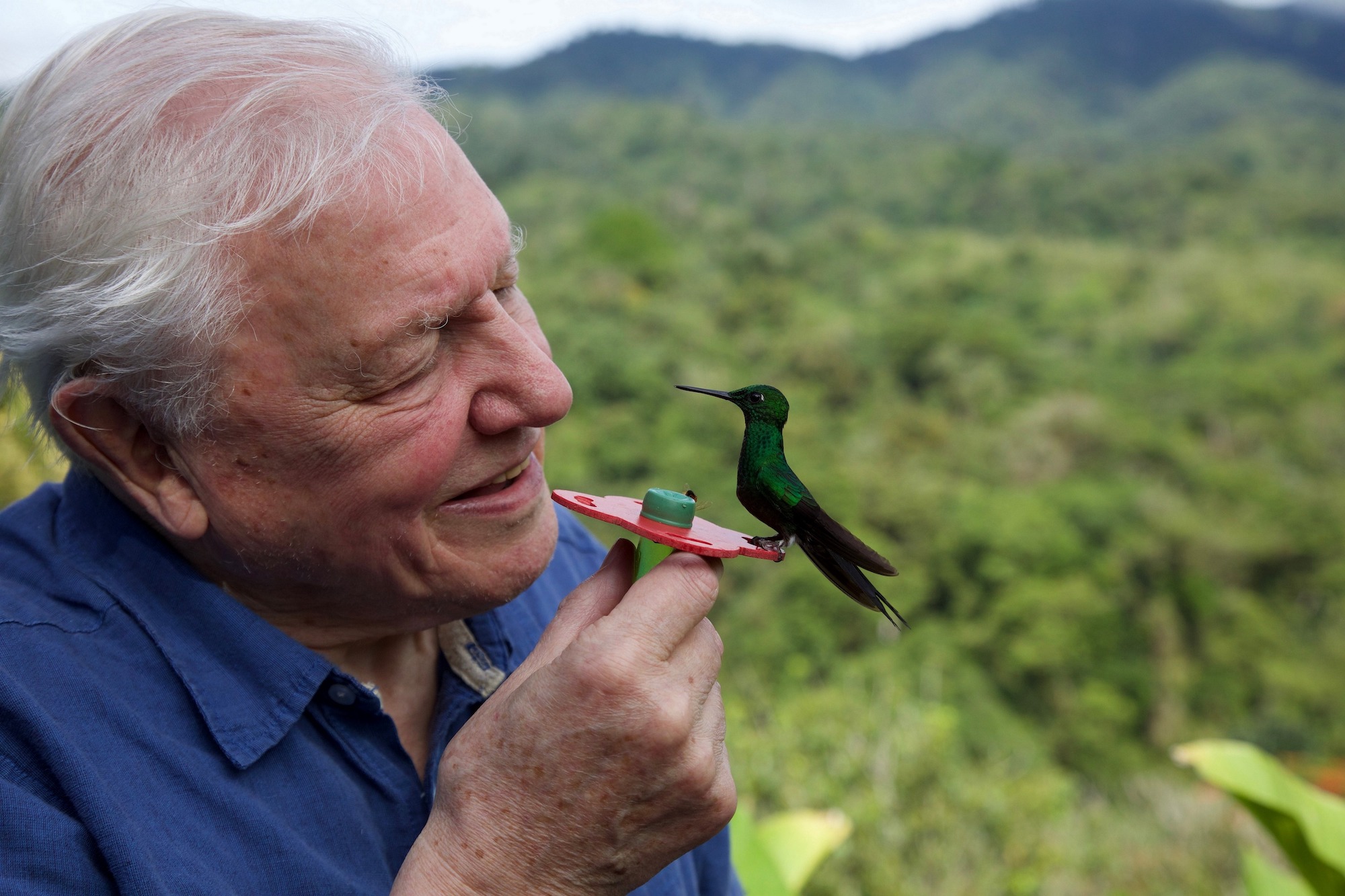 Photo of Flame Distribution distribuirá David Attenborough Nature Doc – VideoAge International